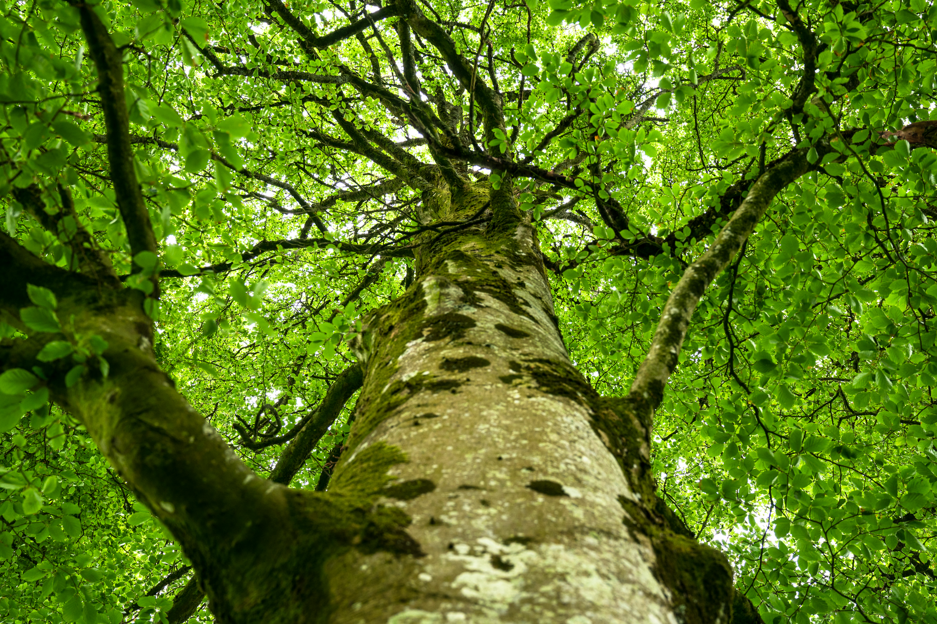 Looking up to the top of a large tree trunk