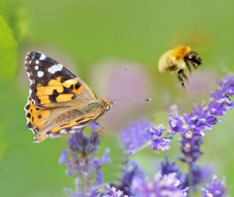 Biodiversity