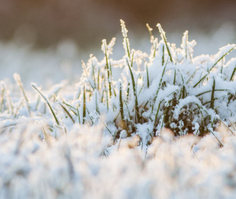 Grass covered in snow