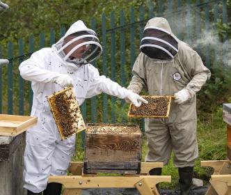 Two beekeepers with many bees